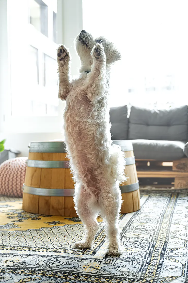 Bürohund Max macht männchen